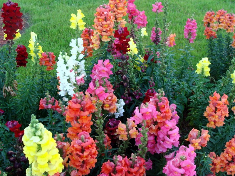 Snapdragon cvatu Snapdragon karakteristika