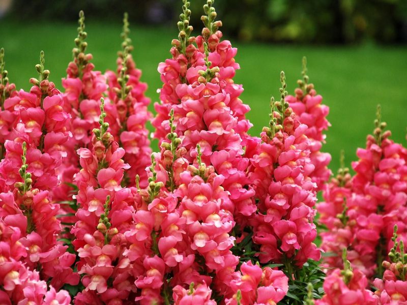 Snapdragon tehnologija uzgoja Snapdragon stabljike