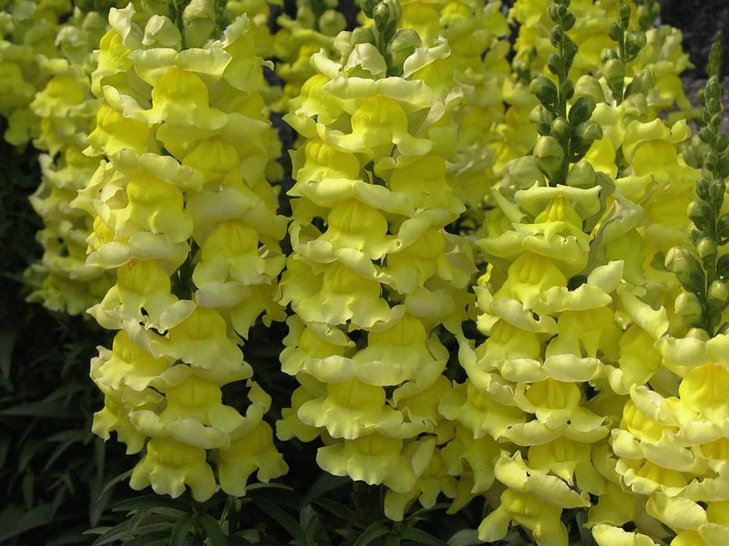 Toadflax je divlji snapdragon. Snapdragon je svijetli ukras za vaš vrt.