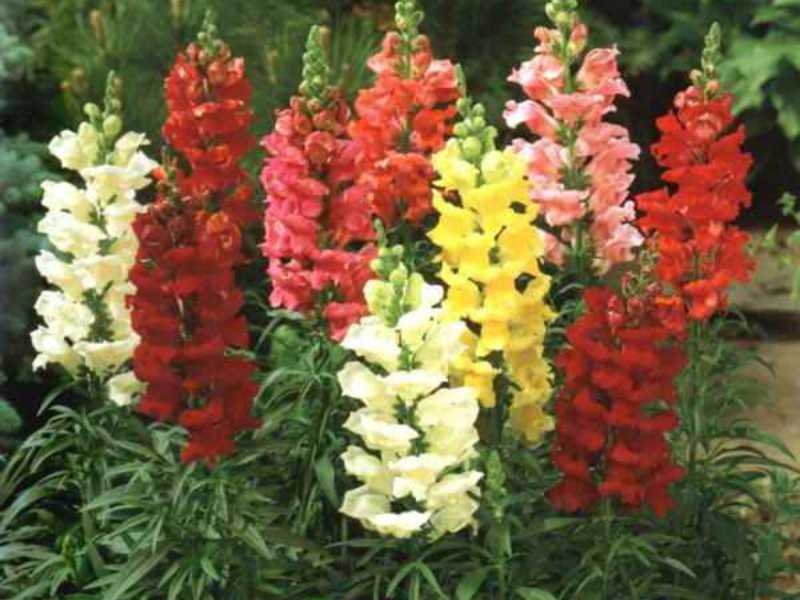 Uzgoj snapdragon-a Toadflax - divlji snapdragon