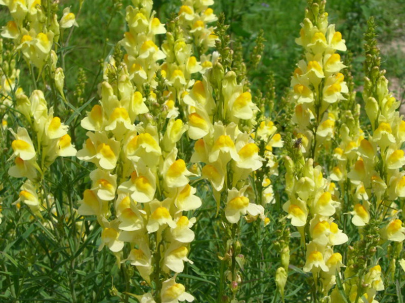 Snapdragon cvatu Snapdragon