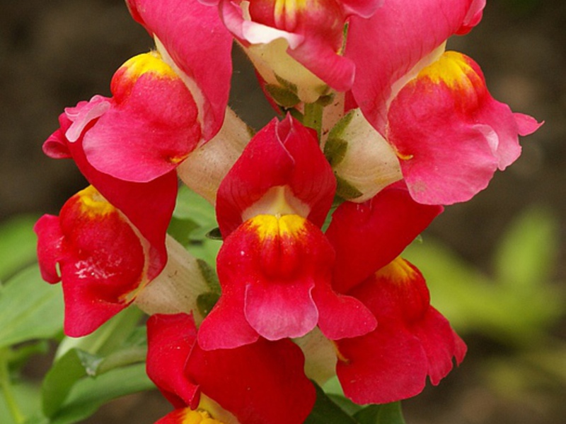 Snapdragon tehnologija uzgoja Snapdragon: uzgojen iz sjemena.