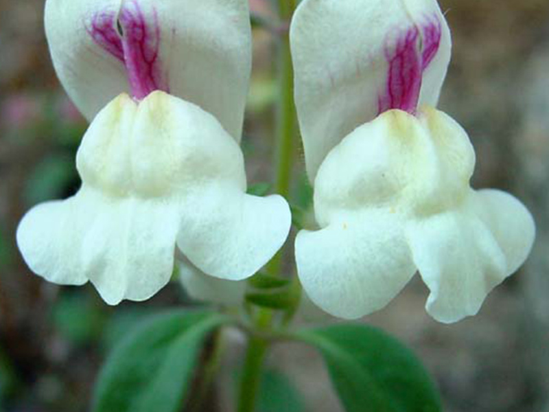 Toadflax je divlji snapdragon. Kako uzgajati snapdragone