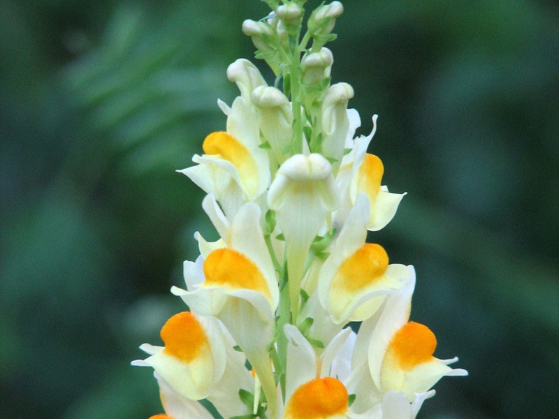 Snapdragon cvatu Šareni cvijet snapdragon