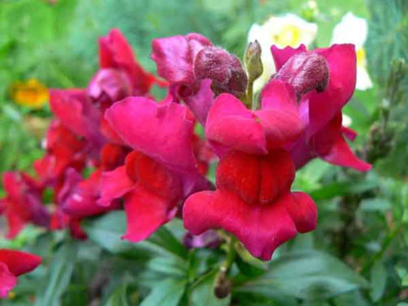 Kad cvijet snapdragon procvjeta Šareni cvijet snapdragon