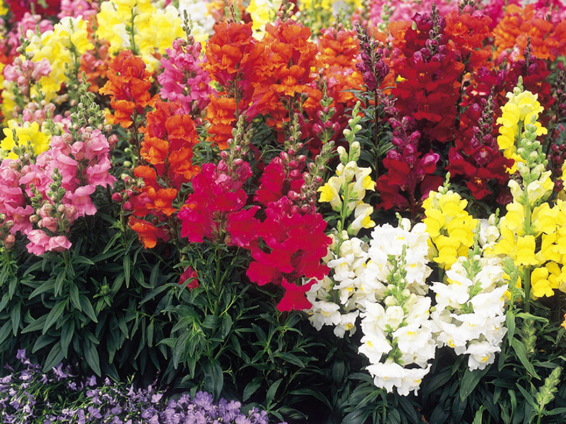 Karakteristika cvijeta snapdragon Snapdragon: uzgoj i povijesne činjenice o cvijetu.
