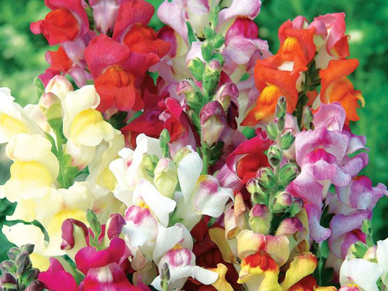 Kako uzgajati snapdragone Naziv cvijeta Snapdragon