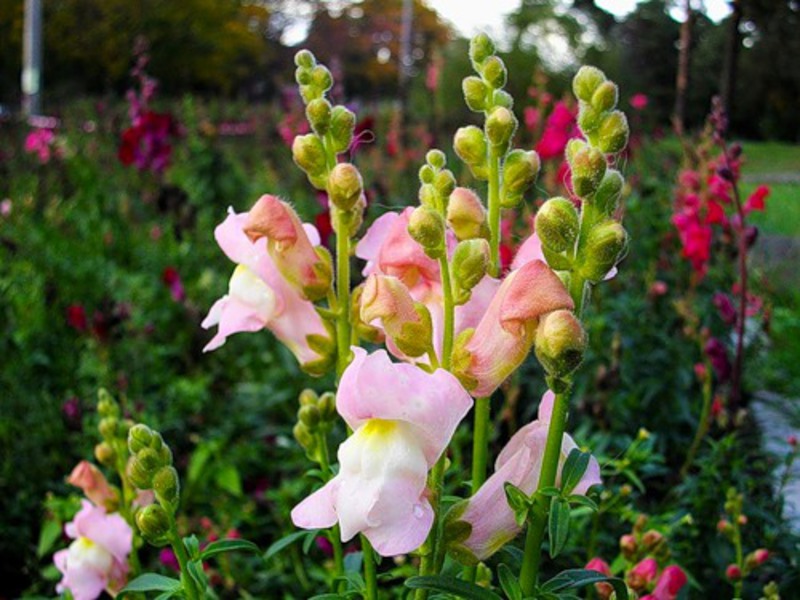 Kako raste Snapdragon Snapdragon je svijetli ukras za vaš vrt.