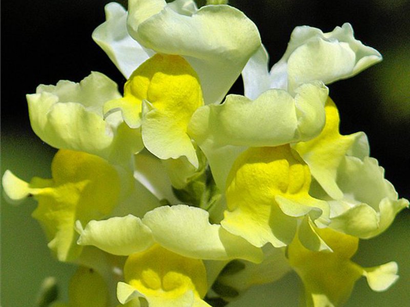 Opis cvijeta snapdragon Kako uzgajati snapdragone