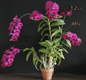 Kako raste dendrobium