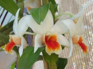 Koliko dugo cvjeta dendrobium
