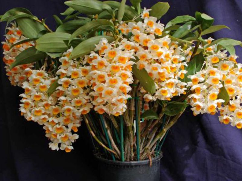Značajke dendrobija. Što Dendrobium voli