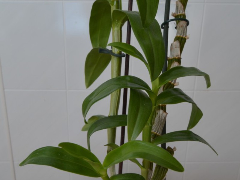 Kućna njega Dendrobium. Uvjeti za dendrobij