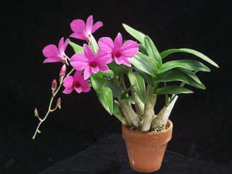Dendrobium cvatu Značajke njege dendrobija