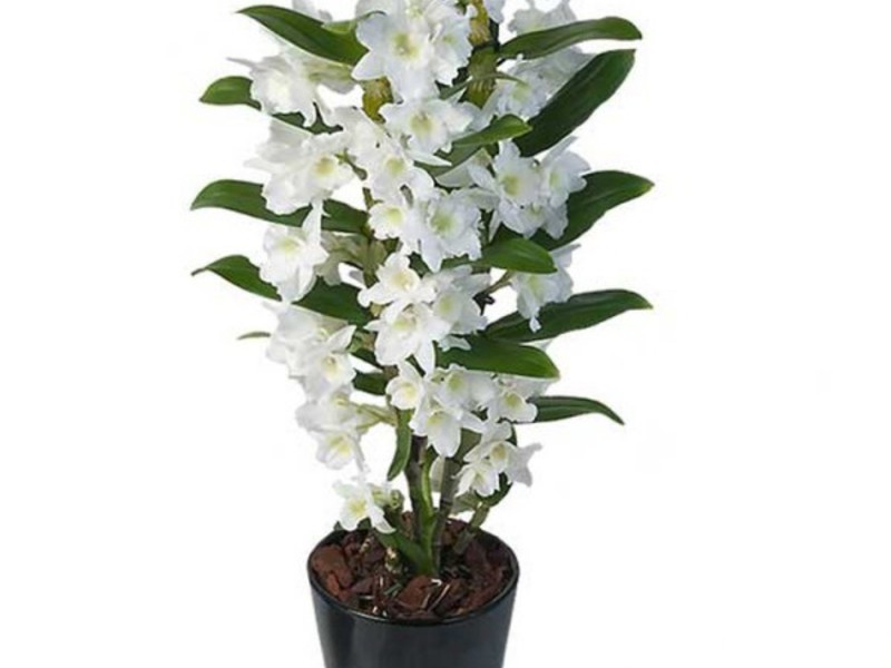 Prekrasni cvijet Kako se brinuti za dendrobium