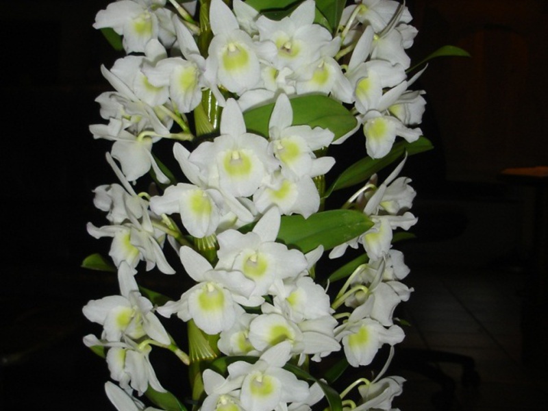 Sobna biljka dendrobium Pravila presađivanja cvijeta Dendrobium