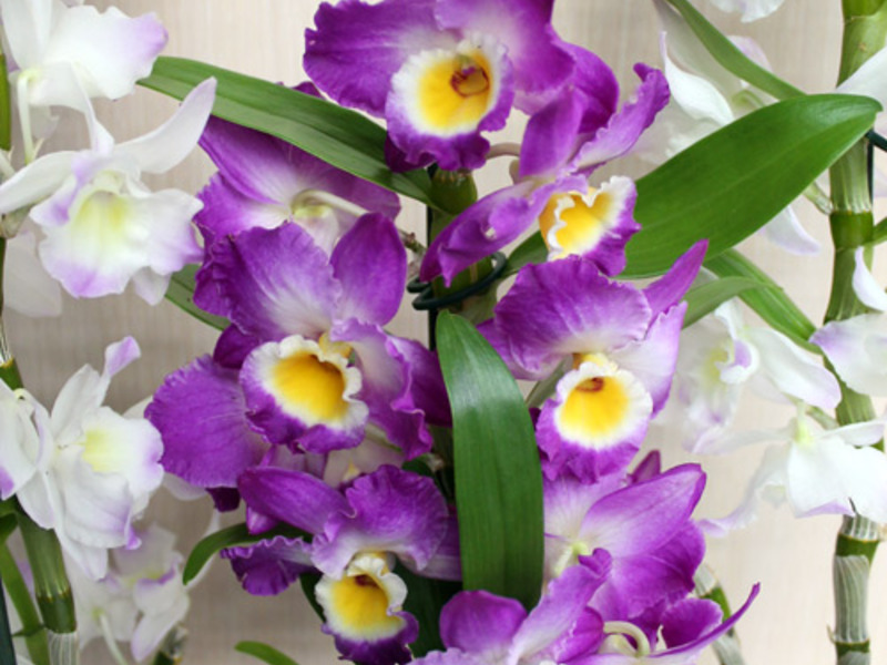 Dendrobium cvatu Kako dendrobium cvjeta