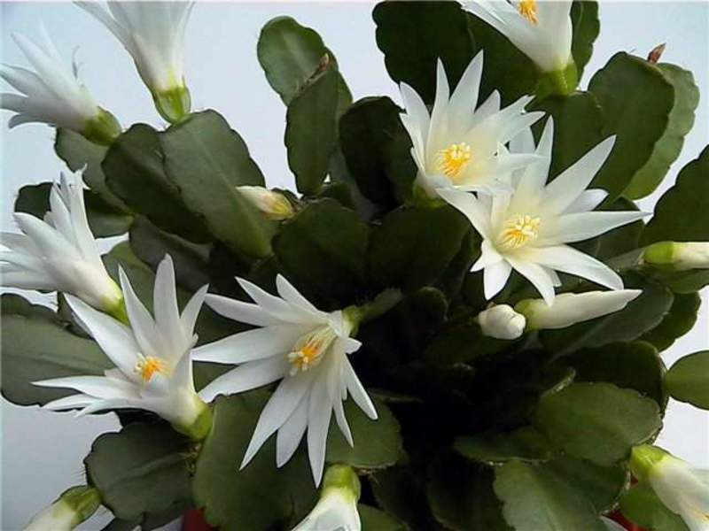 Bijeli cvijet Rhipsalidopsis Buket ripsalidopsis