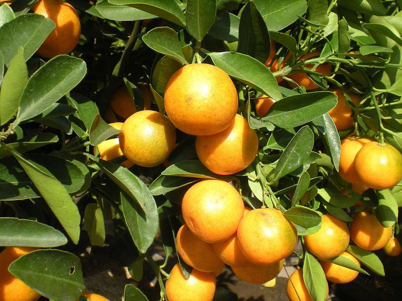 Što je sorta Marumi kumquat Karakteristike sorte kumquat Marumi