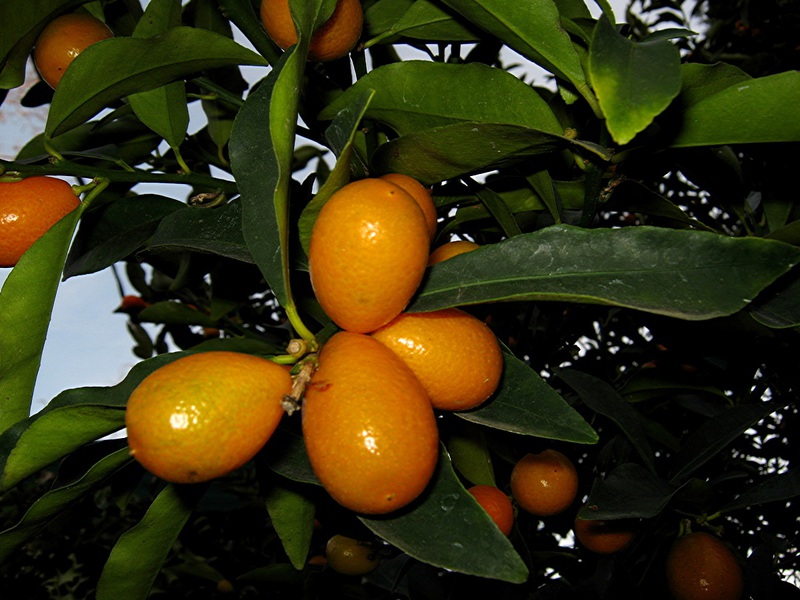 Kako se karakterizira Fukushi kumquat Opis sorte kumquat Fakushi