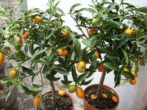 Značajke uzgoja kumquata kod kuće