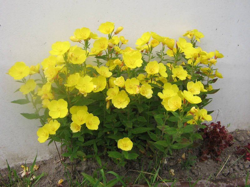 Što je Missouri Evening Primrose Karakteristike cvijeta noćurka Missouri