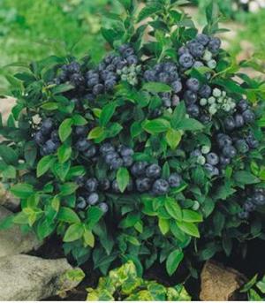 Berba borovnica