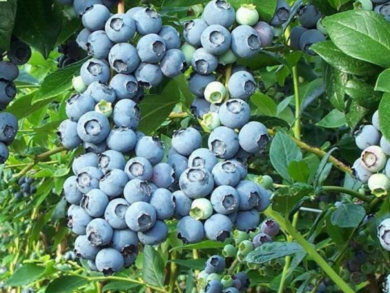 Razmnožavanje i njega vrtnih borovnica Uzgoj borovnica