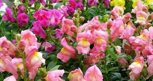 Uzgoj snapdragona.