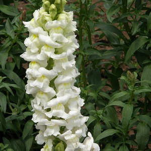 Sorte cvjetova Snapdragon