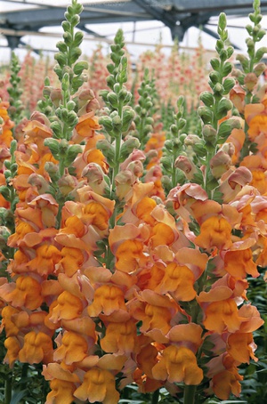 Kako zalijevati snapdragon