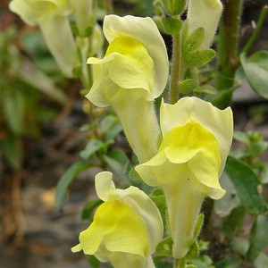 Snapdragon sadnja i odlazak