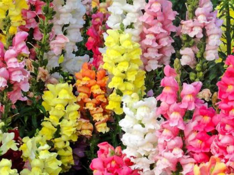 Snapdragon Uzgoj i briga o snapdragonu