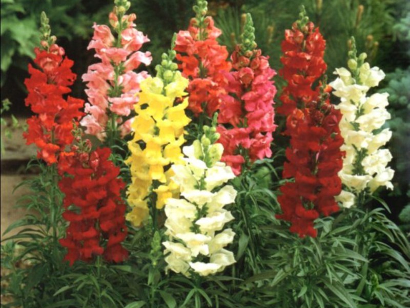 Kako raste Snapdragon Snapdragon biljka