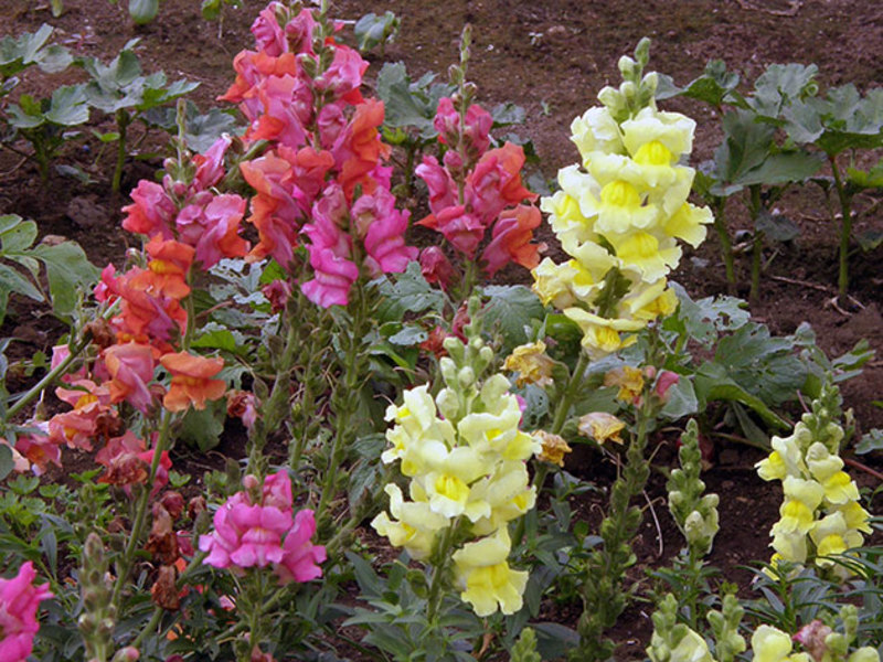 Kako uzgajati snapdragone Uzgoj Snapdragona