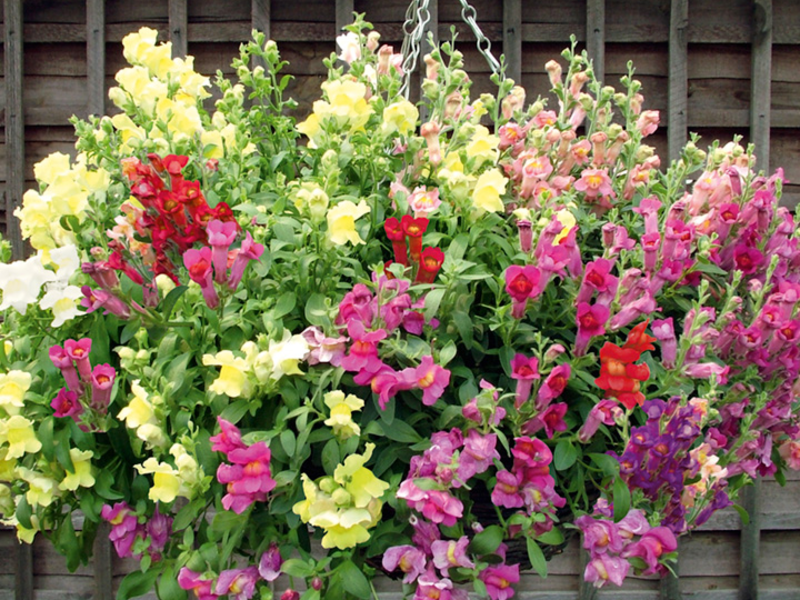 Snapdragon i njegove vrste Kako posaditi snapdragon