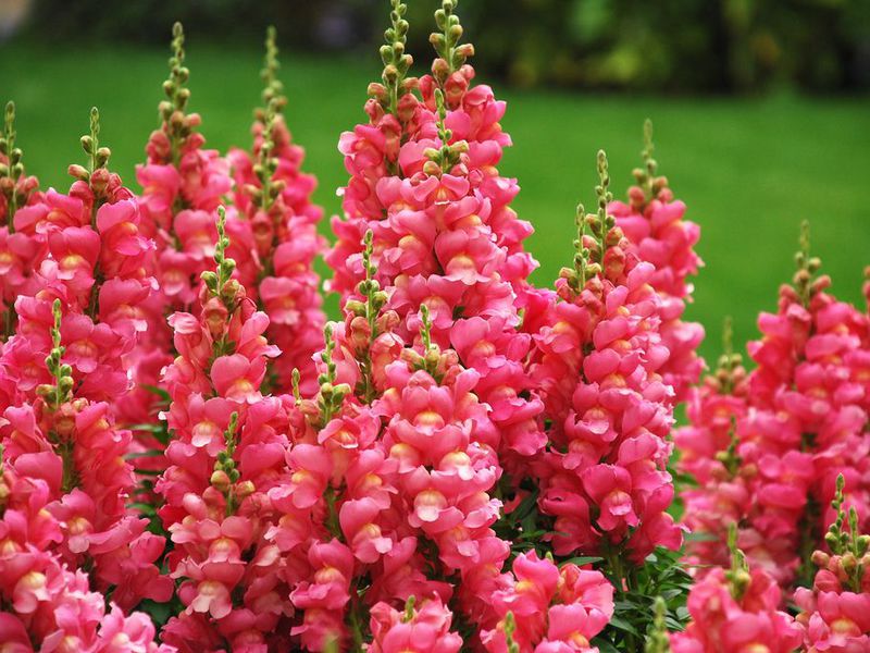Snapdragon cvijet Značajke brige o snapdragonu