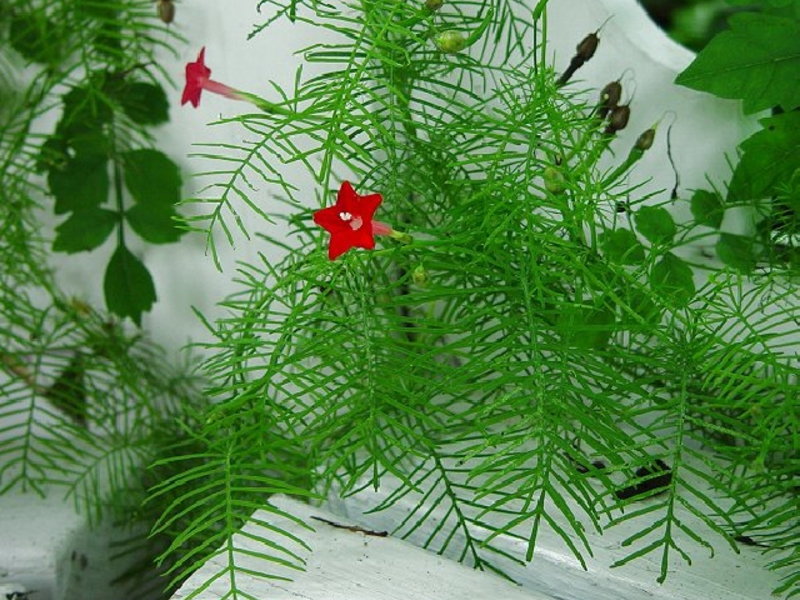 Kvamoklit ili Ipomoea Tkanje kvamoklite