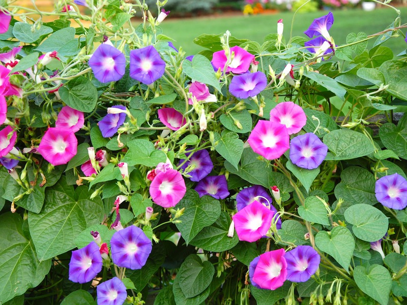Ipomoea ljubičasta. Jutarnja slava kvamoklit