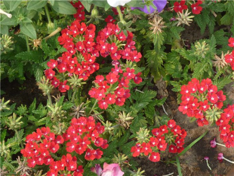 Blooming kvamoklite Cvjetnica kvamoklit