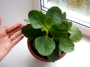 Kako natjerati kalanchoe da cvjeta