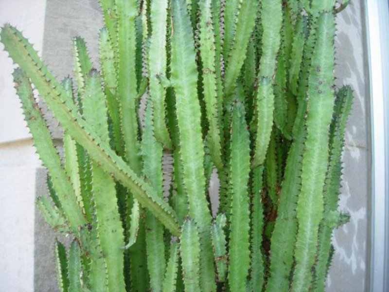 Euphorbia sobne biljke Koje su biljke opasne za ljude
