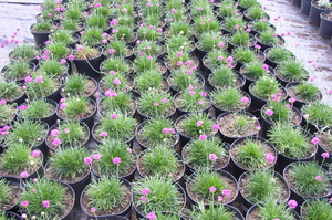 Armeria bijela