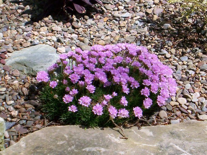 Primorje Armerije. Armeria cvatu
