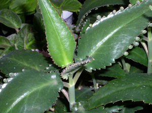Kalanchoe perasta