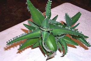 Koji Kalanchoe liječi