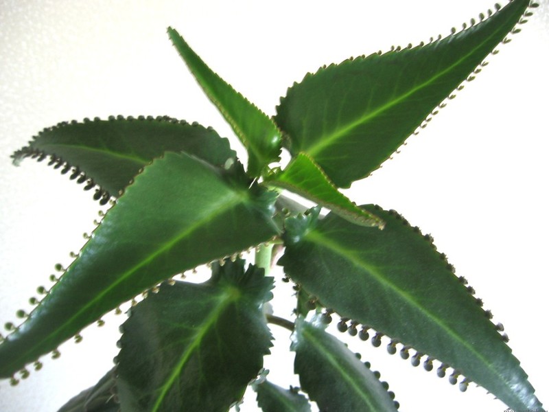 Cvjetajući Kalanchoe Kućni liječnik Kalanchoe