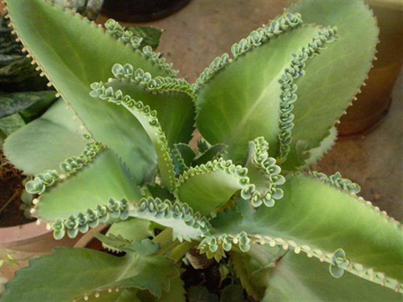 Kako raste Kalanchoe Biljka kalanchoe