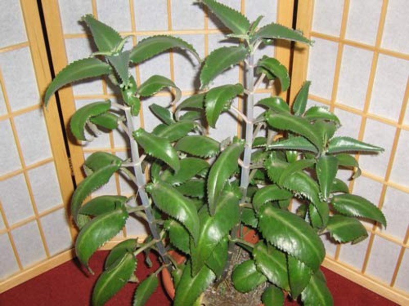 Zašto je kalanchoe koristan? Kako se koristi Kalanchoe