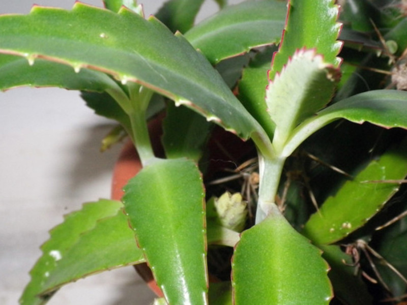 Kako uzgajati kalanchoe Kalanchoe - rod sočnih biljaka